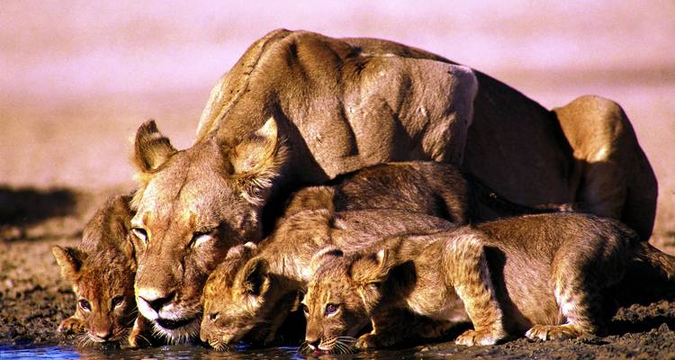 Löwin mit Jungen beim Trinken.