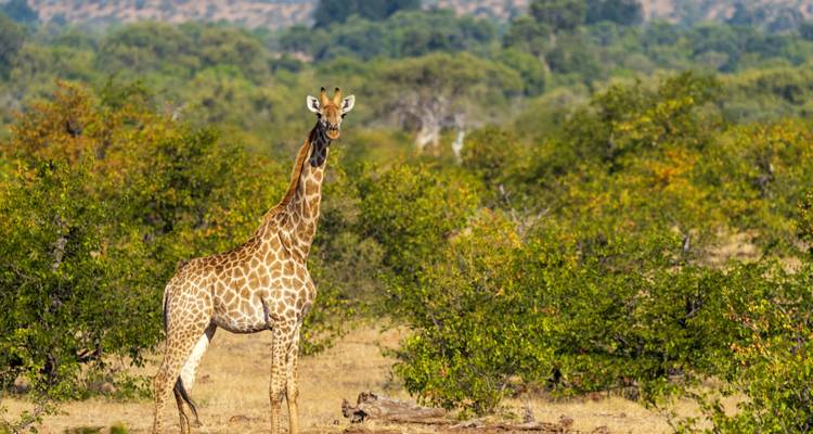 Giraffe steht im Kruger-Nationalpark mit dichtem Laub.