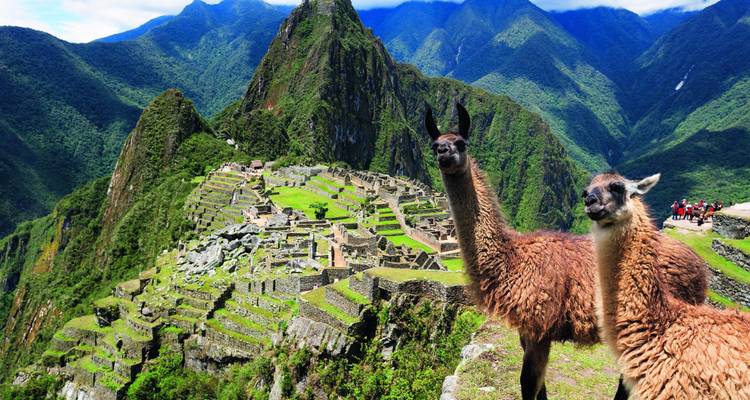 Machu Picchu mit Lamas, die die antike Stadt überblicken.