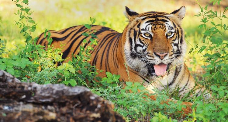 Rajasthan & North India In-Depth - SKR Reisen 4
