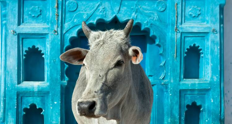 A grey sacred cow poses in front of an ornate bright-blue doorway.
