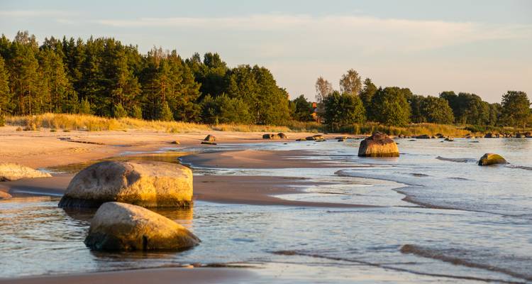 Ruhiger Ostseestrand mit verstreuten Findlingen, seichten Wellen und einem Hintergrund aus Kiefernwald im Licht des Sonnenuntergangs.