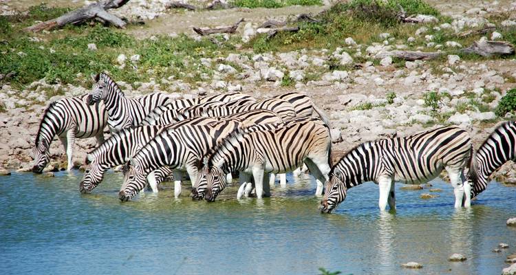 Zebra's drinken bij een waterpoel.
