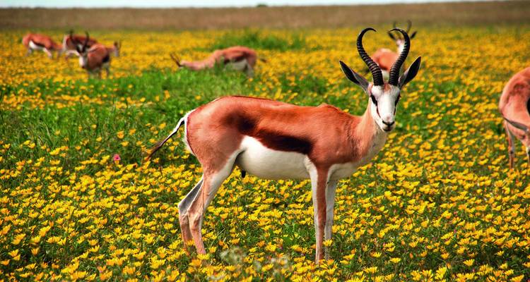 Antelope standing in a yellow flower field.