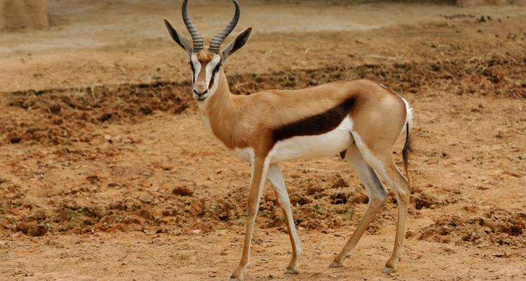 Springbok debout dans un paysage aride.