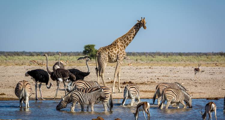 Girafe et zèbres à un point d'eau avec une vaste savane en arrière-plan.