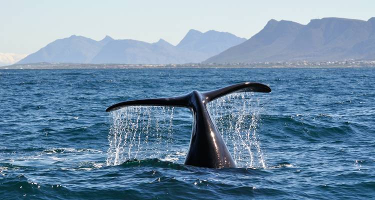 Cola de ballena emergiendo del océano con montañas al fondo.