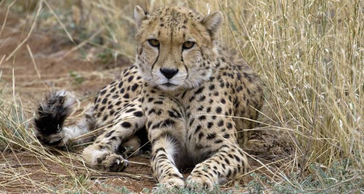 NAMIBIA, BOTSWANA & AFRIQUE DU SUD : Le voyage détaillé avec les chutes Victoria - SKR Reisen 4