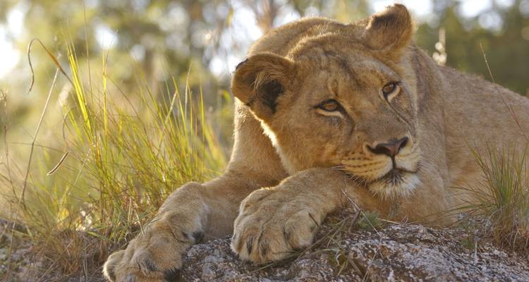 NAMIBIA, BOTSWANA & AFRIQUE DU SUD : Le voyage détaillé avec les chutes Victoria - SKR Reisen 7