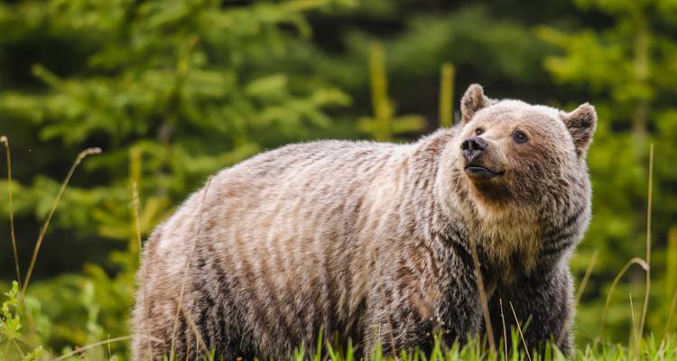 Oso pardo permanece alerta en un claro de bosque frondoso de coníferas.