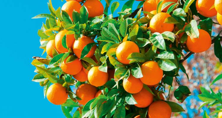 Leuchtende Orangen, die an einem Baum unter einem klaren Himmel wachsen.