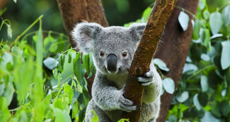 Australie : Points forts - SKR Reisen 9