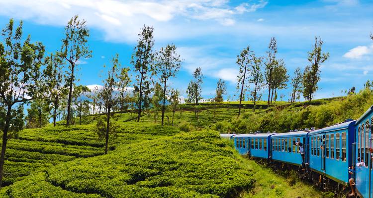 Tren de pasajeros azul serpentea a través de campos de té verde brillante bajo un cielo azul vívido