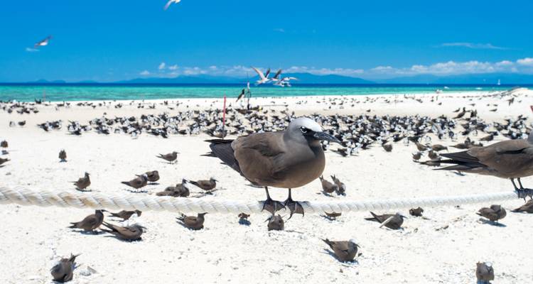 Seevögel an einem Sandstrand mit türkisfarbenem Wasser.