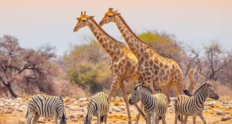 Giraffes and zebras at a watering hole in a savannah landscape.