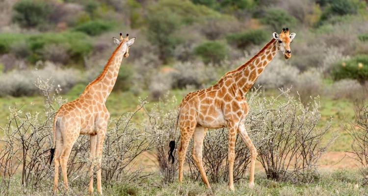 Namibie : Expérience compacte - SKR Reisen 4