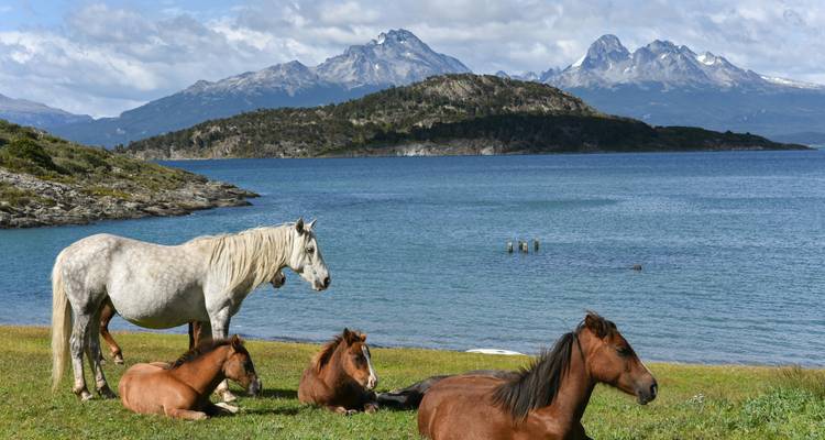 Pferdegruppe, die neben einem ruhigen patagonischen See grast, vor schneebedeckten Gipfeln.