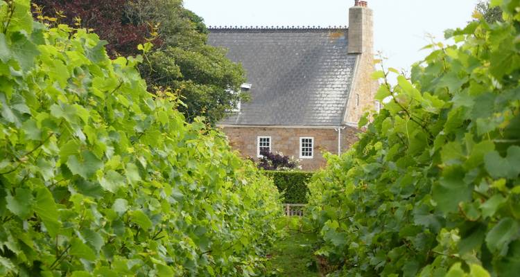 Las filas de viñedos verdes conducen hacia una granja de piedra tradicional con techo de pizarra
