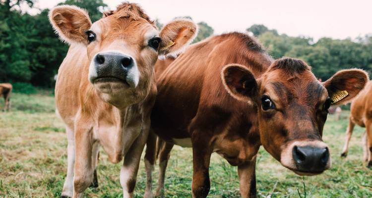 Deux vaches debout dans un champ herbeux.
