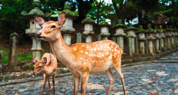 Japan In-Depth - SKR Reisen 6