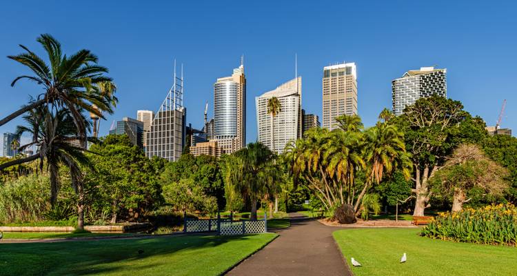 Parque con palmeras y un sendero que conduce a rascacielos modernos.