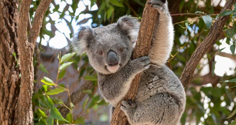 Koala abrazando un árbol en un entorno exuberante.