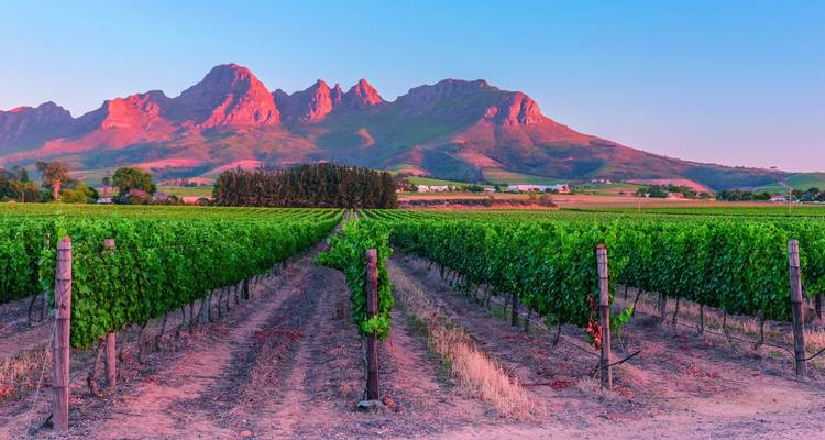 Wijngaard met bergen bij zonsondergang, gebaad in roze tinten.