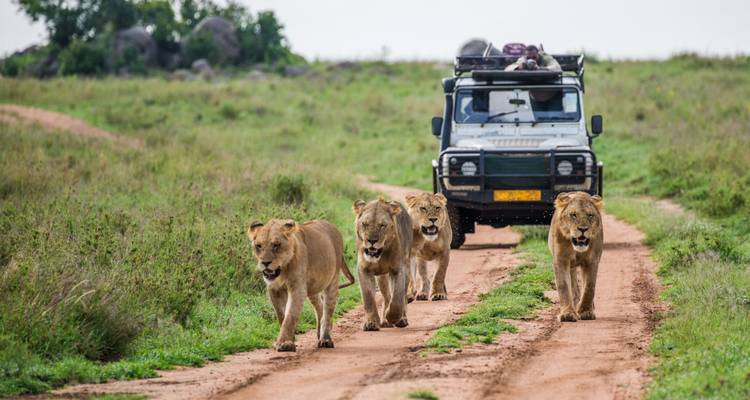Groep leeuwen die op een zandpad lopen met een safariwagen erachter.