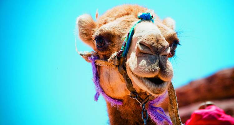 Égypte : les plus beaux moments du Nil et du lac Nasser - SKR Reisen 4
