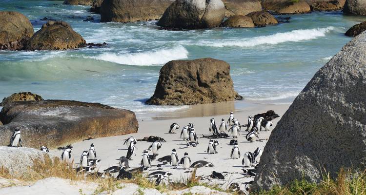 Des pingouins sur une plage de sable avec des vagues océaniques en arrière-plan.