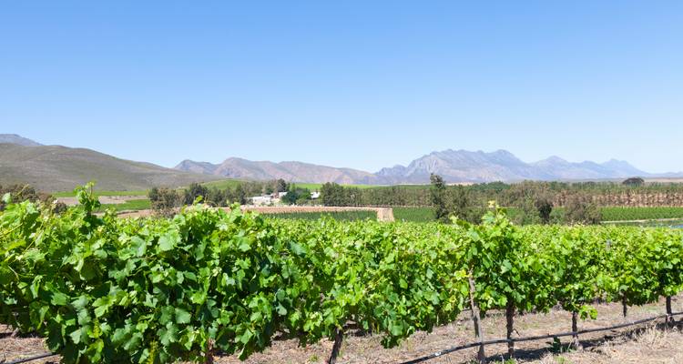 Vignobles s'étendant vers les montagnes sous un ciel dégagé.