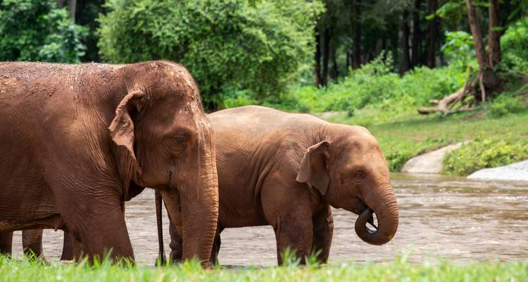 Deux éléphants d'Asie se tiennent près d'une rivière forestière peu profonde entourée d'une végétation verte luxuriante.