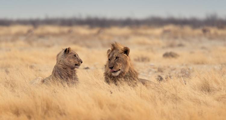 Zwei Löwen ruhen wachsam zwischen goldenem Gras in der Etosha-Savanne.