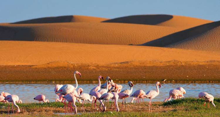 Schwarm rosa Flamingos, die an einer Lagune fressen, mit hoch aufragenden orangefarbenen Dünen im Hintergrund.