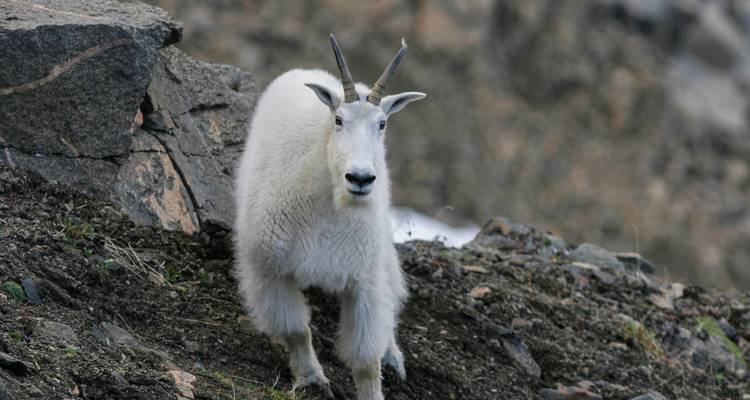 Weiße Bergziege steht wachsam an einem felsigen Alpenhang.