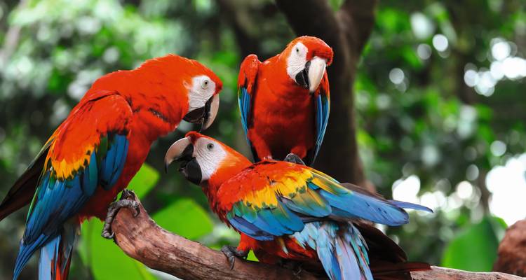 Drei bunte Papageien sitzen auf einem Ast.