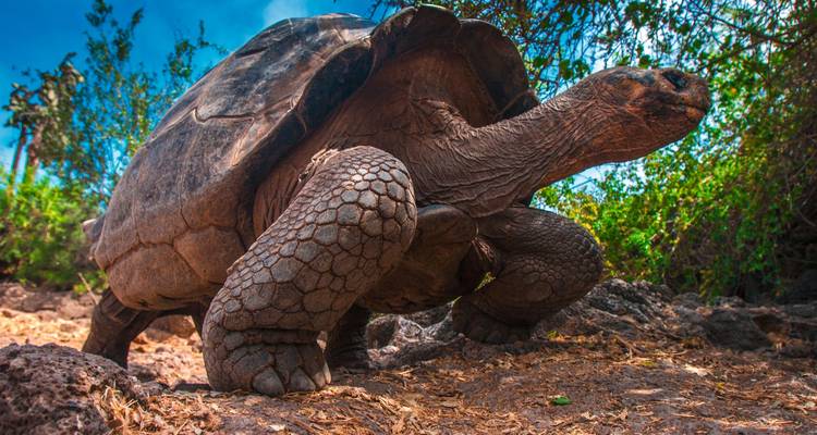 Pérou & Équateur : Points forts avec les îles Galápagos - SKR Reisen 4