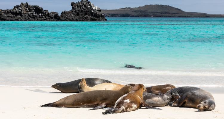 Group of sea lions resting on pristine white sand beside crystal clear turquoise sea in the Galapagos.