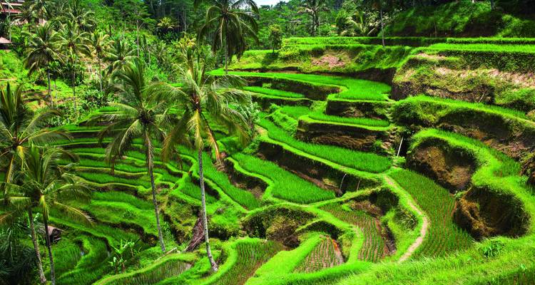 Weelderige groene rijstterrassen met palmbomen op Bali.
