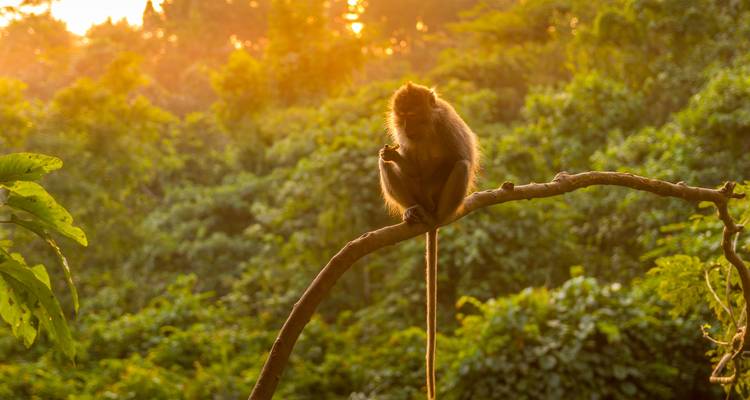 Silhouette eines Affen auf einem Ast bei Sonnenuntergang über üppigem balinesischem Dschungel.