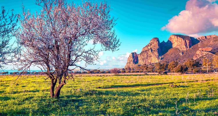 Sicile : impressions sur la floraison des amandiers - SKR Reisen 8