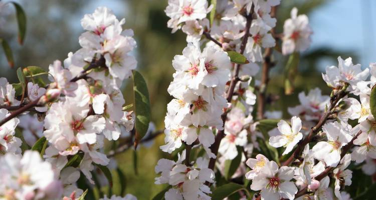 Sicile : impressions sur la floraison des amandiers - SKR Reisen 9