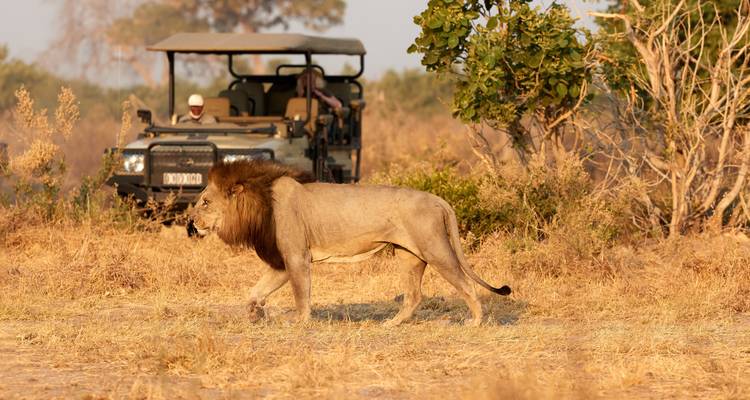 Leeuw die langs een safarivoertuig loopt in een droog landschap.