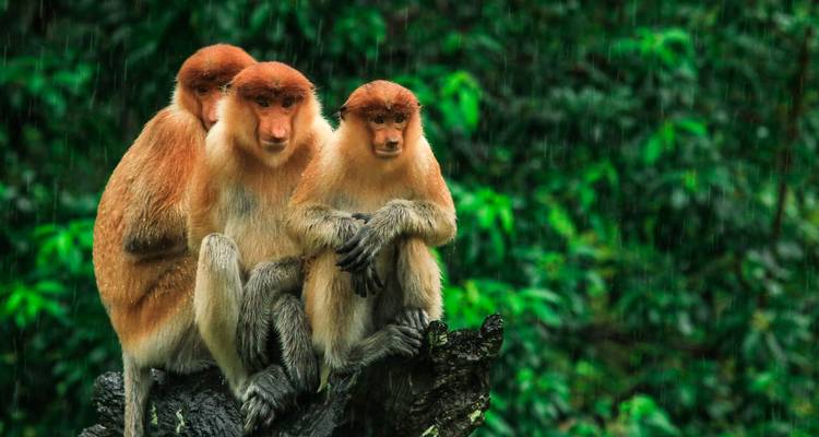 Trois singes nasiques se blottissent sur une souche d'arbre avec un arrière-plan de forêt tropicale luxuriante pendant une pluie légère