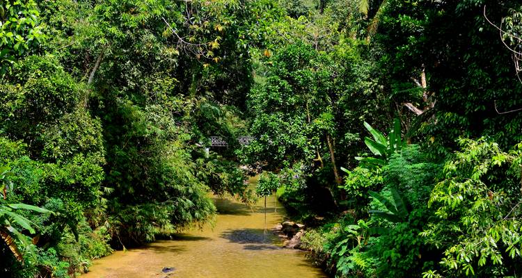 Ruisseau de jungle ombragé coulant à travers une végétation verte dense
