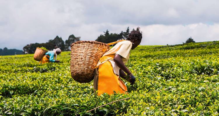 Women harvesting tea leaves in a lush plantation.
