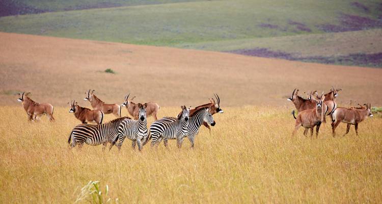 Zebras und Pferdeantilopen grasen in goldenen Grasländern vor sanft geschwungenen grünen Hügeln.