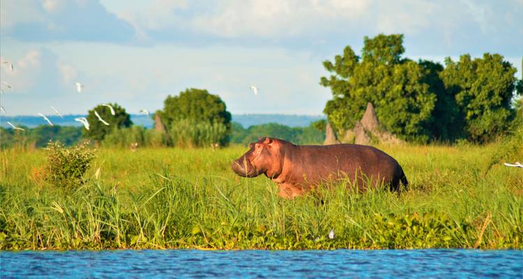 A hippo grazing in a lush wetland landscape with birds flying around.