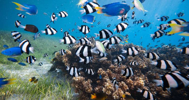 Underwater view with colorful tropical fish.