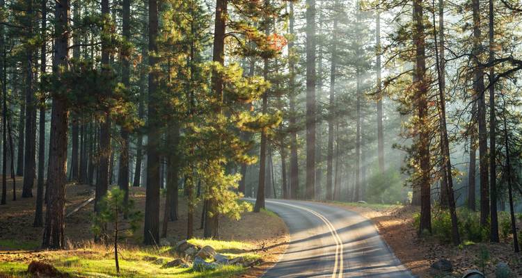Rayos de sol filtrándose a través de altos pinos a lo largo de un sendero serpenteante del bosque.